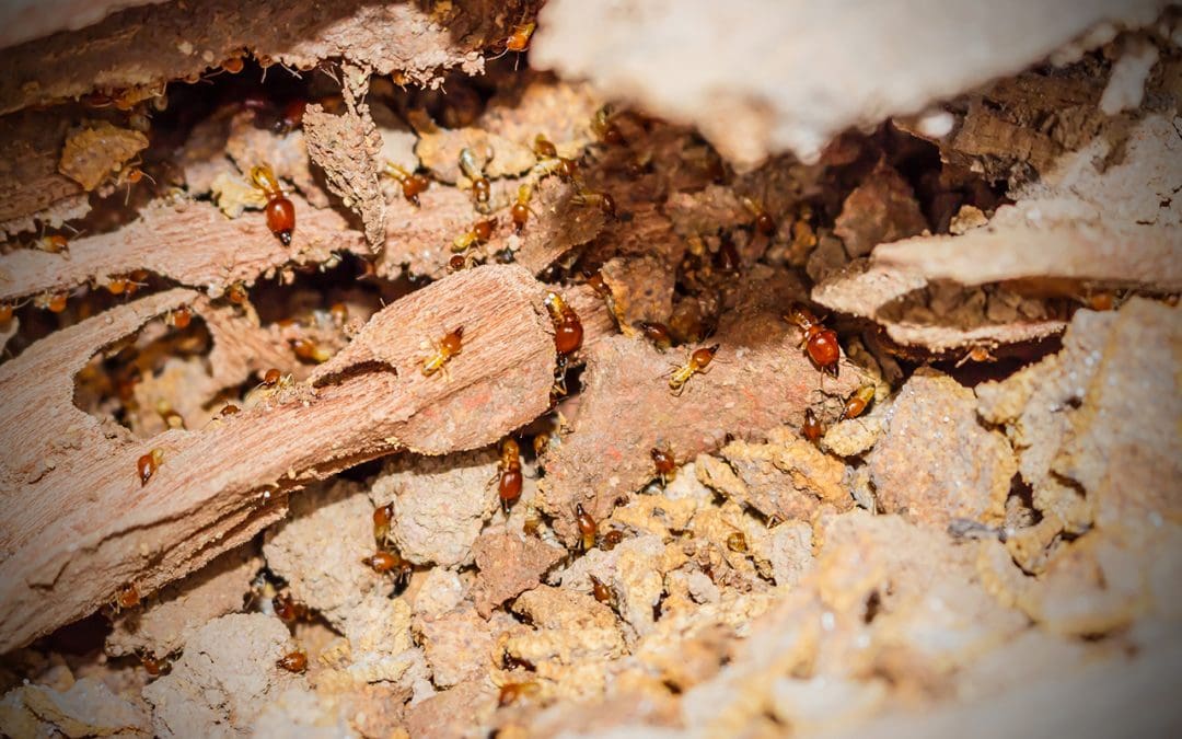 prevent a termite infestation