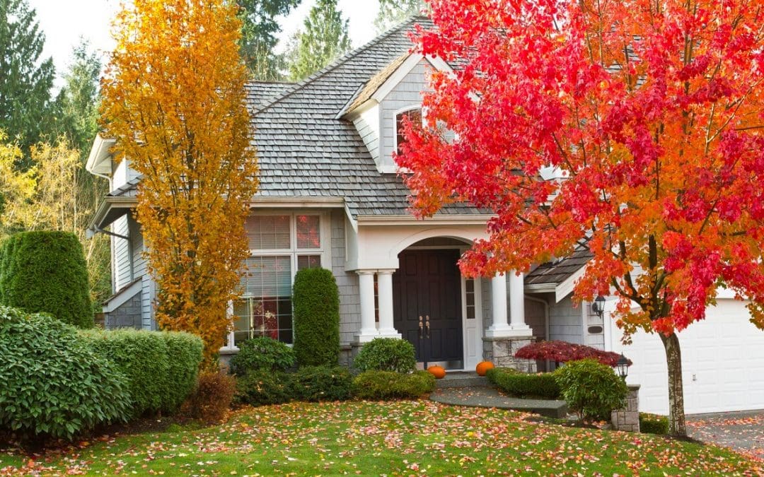caring for your trees in fall