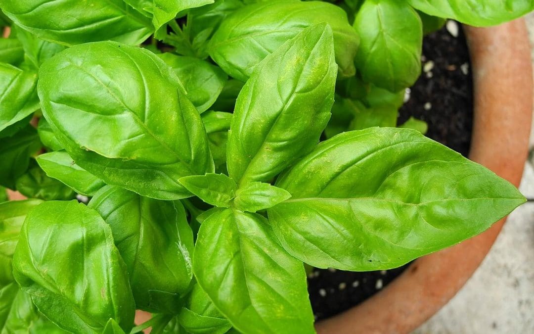 plants for your patio