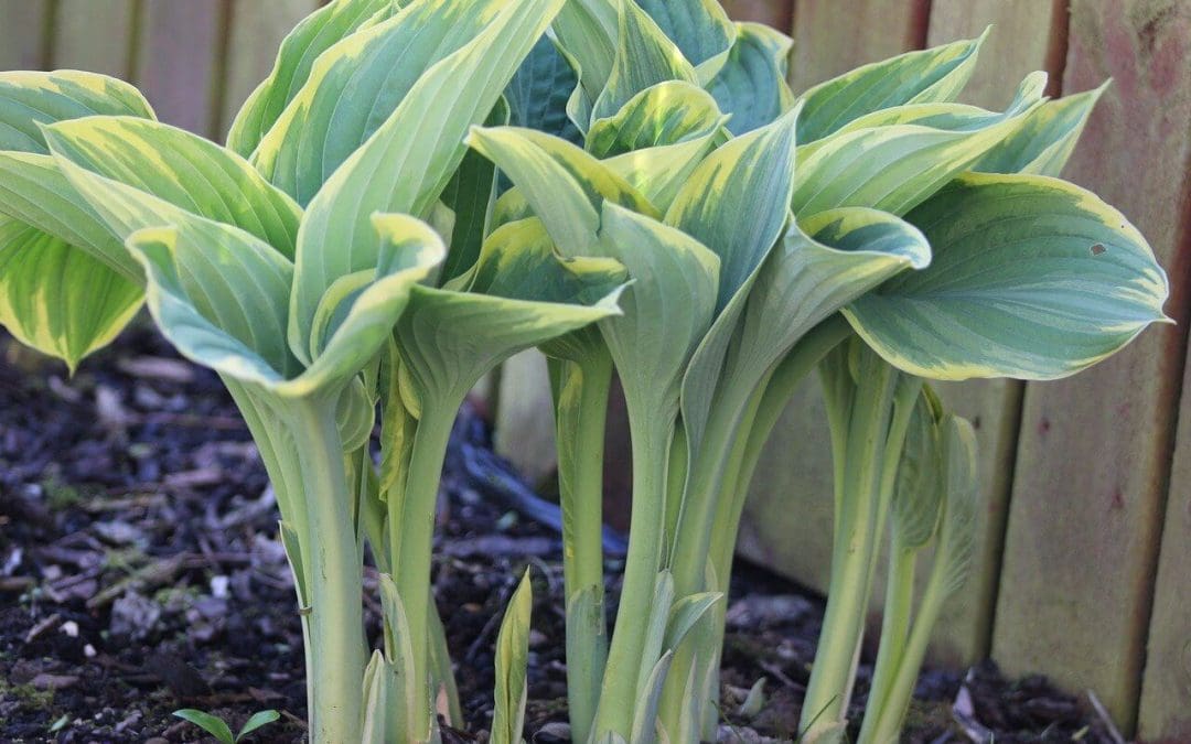 prepare-your-garden-for-spring