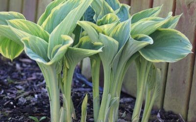 5 Tips to Prepare Your Garden for Spring